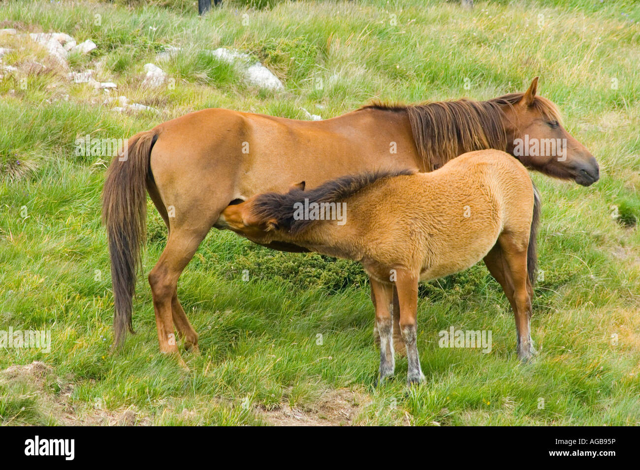 Balkans Bulgaria Pirin mountain horse with cub Stock Photo - Alamy