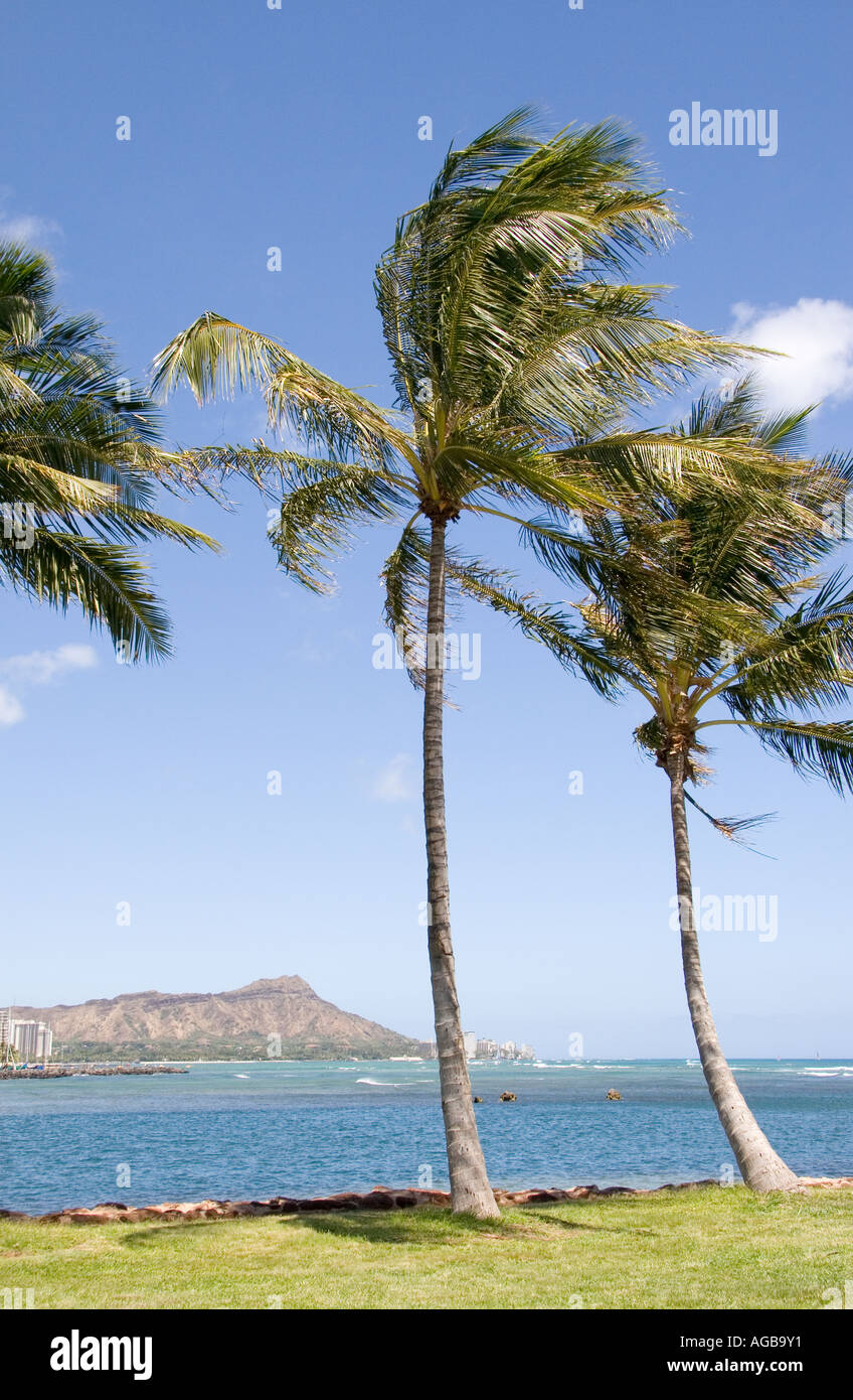 Coconut trees with Diamond Head behind, Honolulu, Hawaii Stock Photo