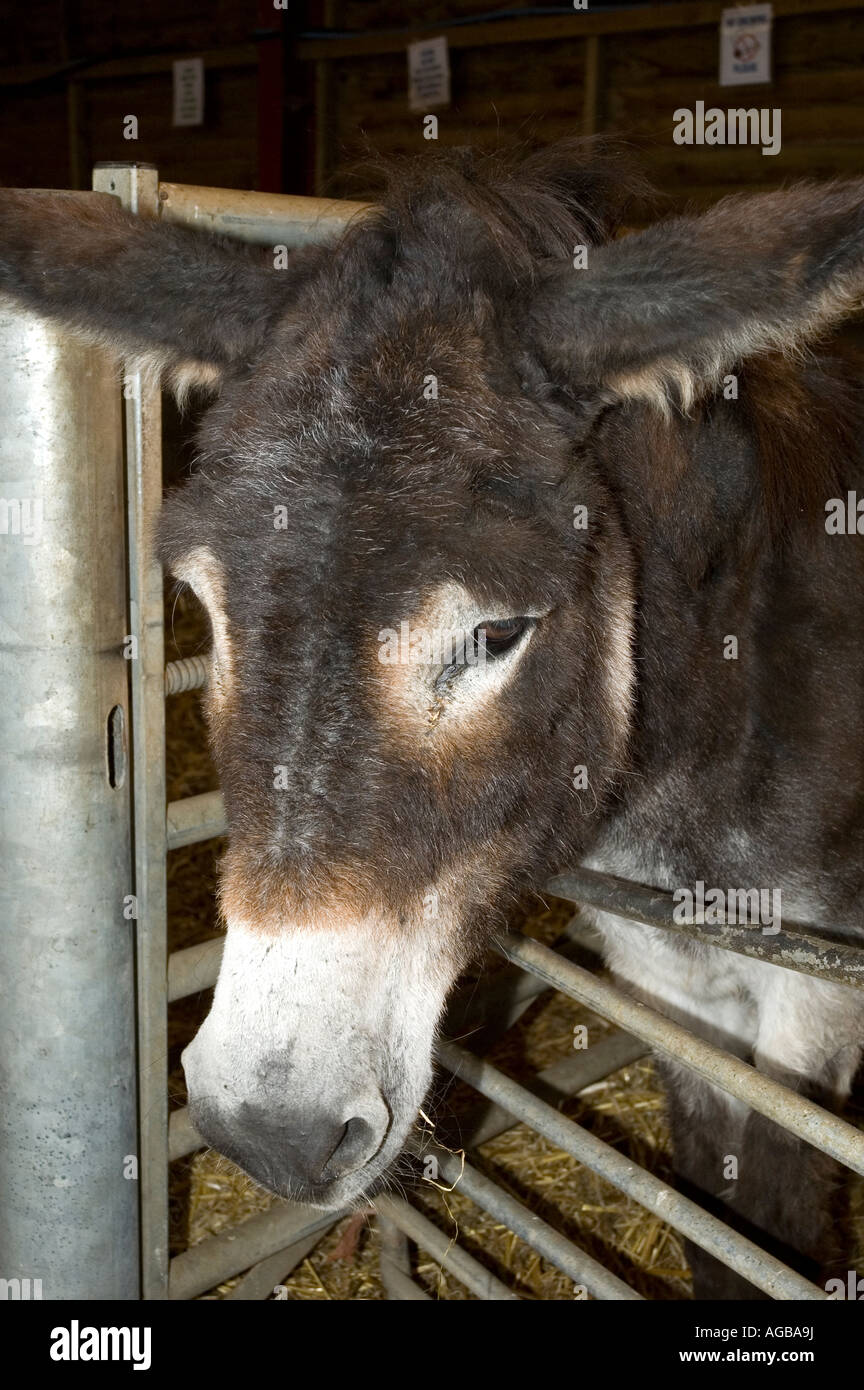 A Donkey In A Pen Stock Photo Alamy