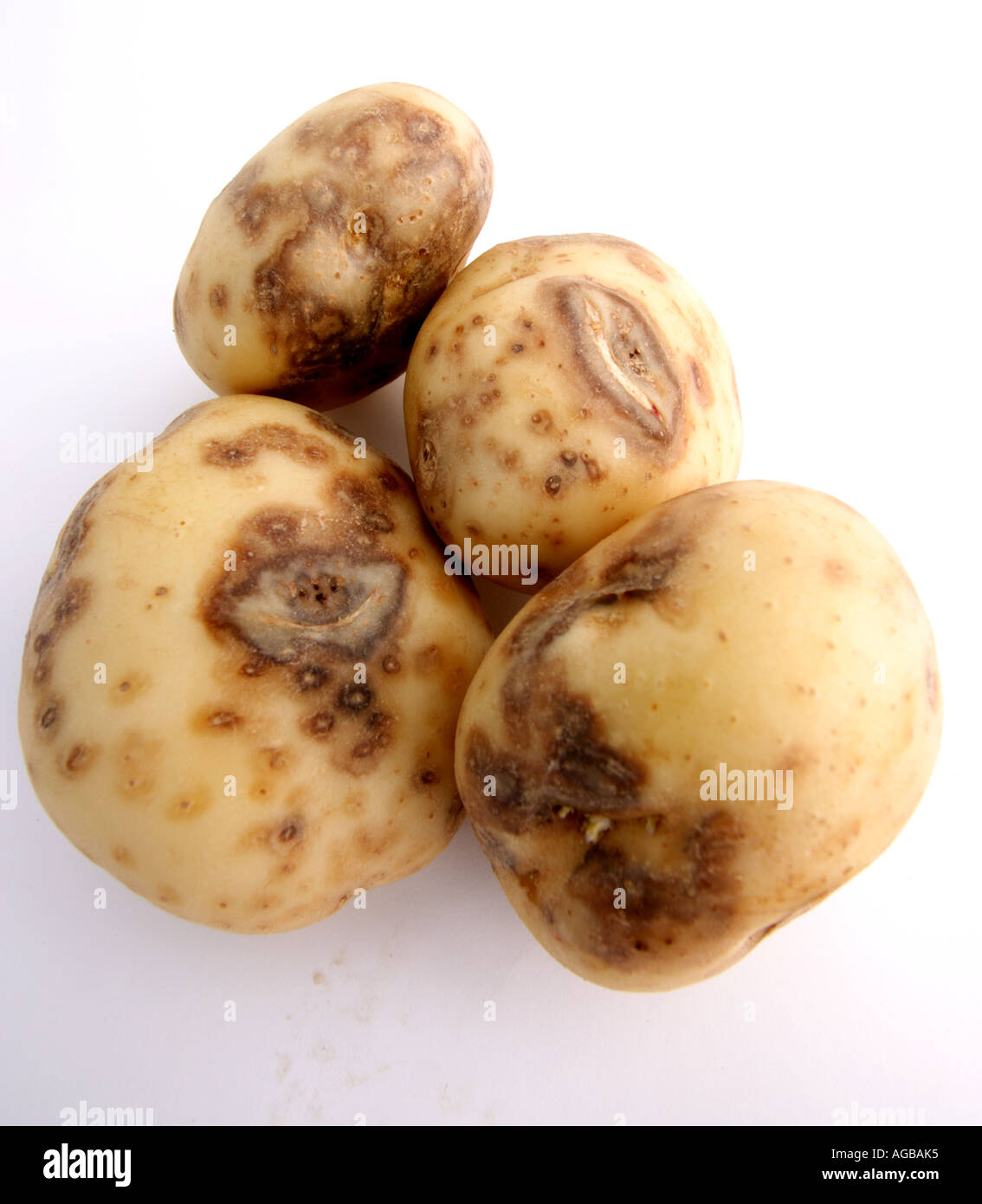 Rotten potatoe hires stock photography and images Alamy