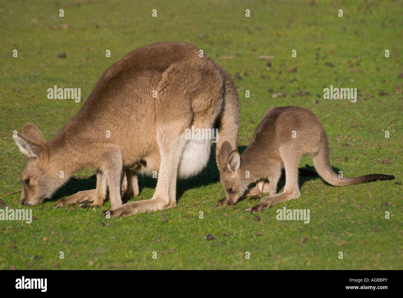 A Rufous Wallaby with a young joey in her pouch and another feeding Stock Photo