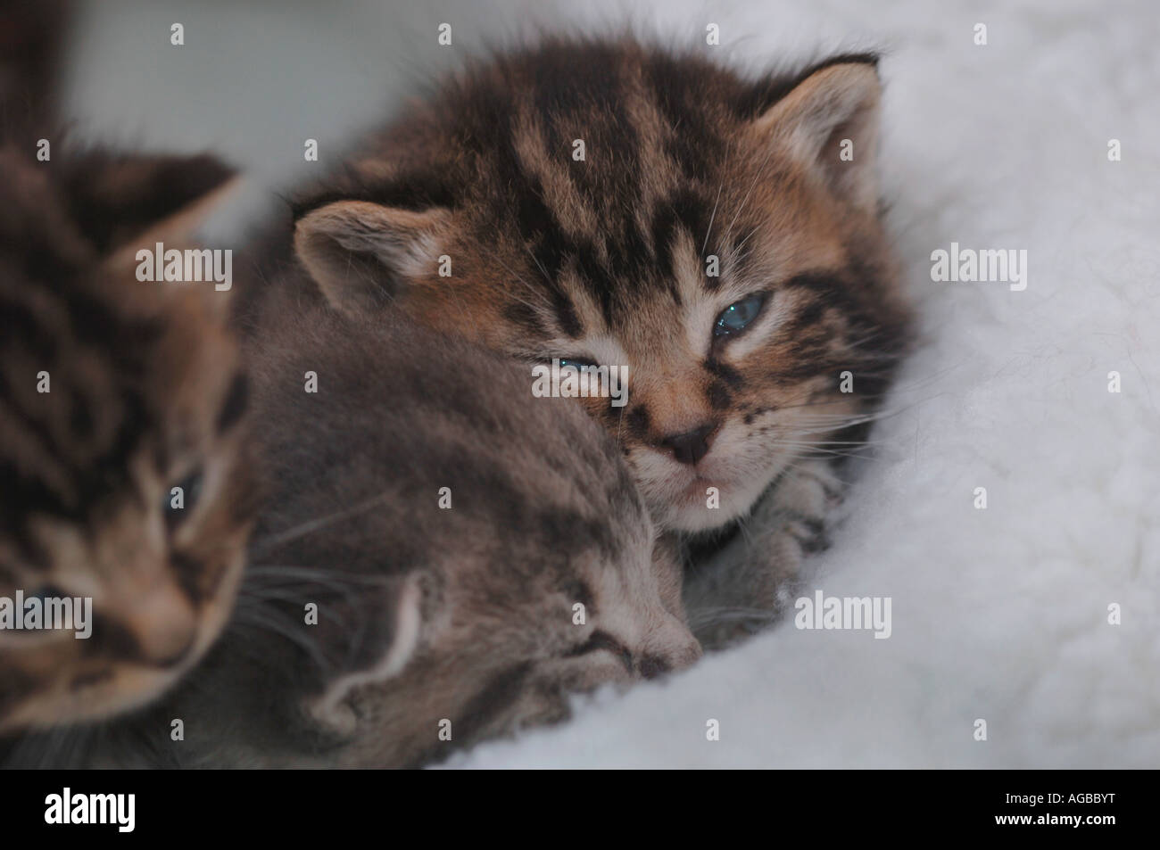 3 Week Old Kittens Sleeping Stock Photo Alamy