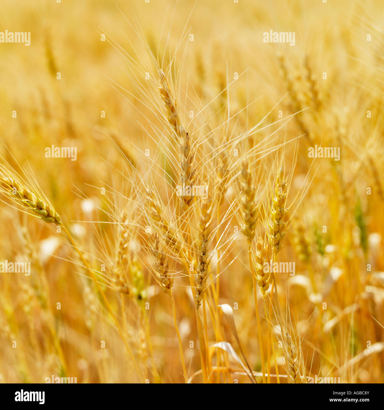 Golden field of wheat ready for harvest Stock Photo