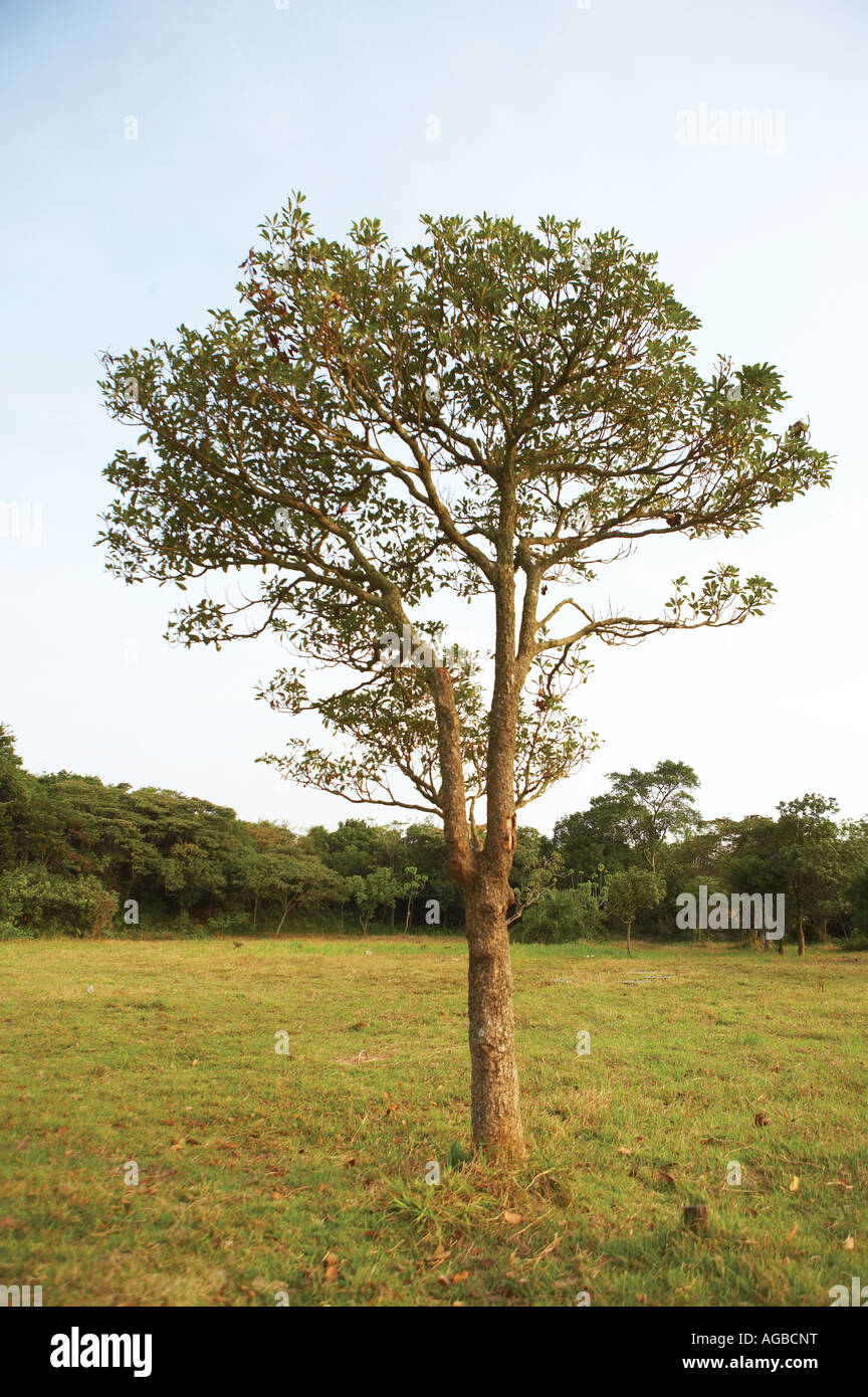 One tree hi-res stock photography and images - Alamy