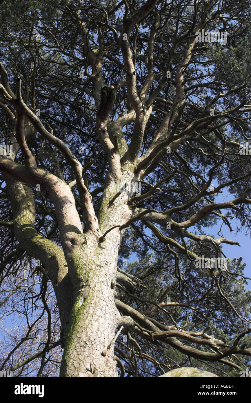 Branches of a tree against a blue sky Stock Photo - Alamy