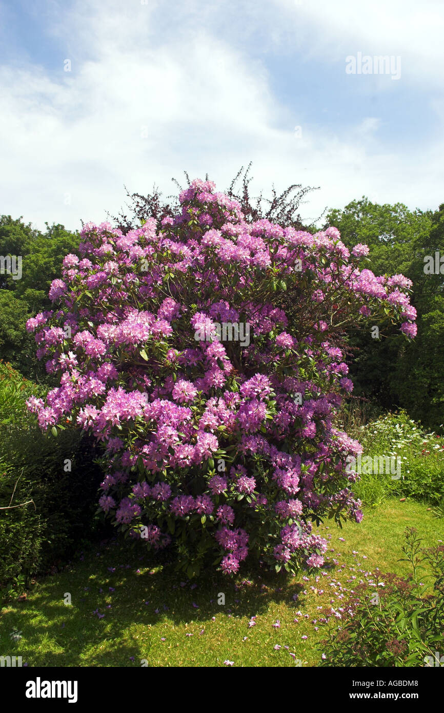 Cottage garden rhododendron hi-res stock photography and images - Alamy