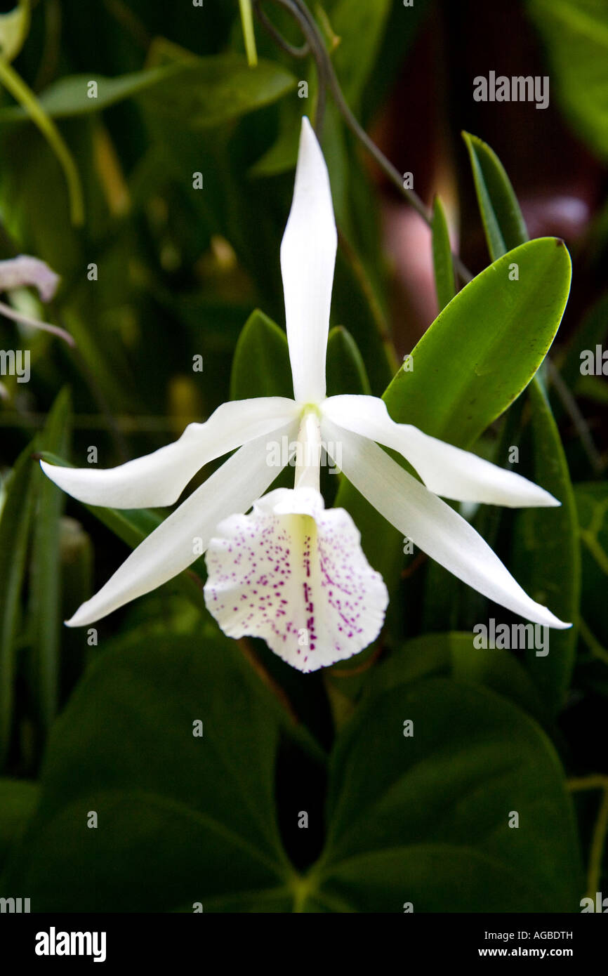 White Cattleya orchid at an exhibition at Panama City Central America Stock Photo