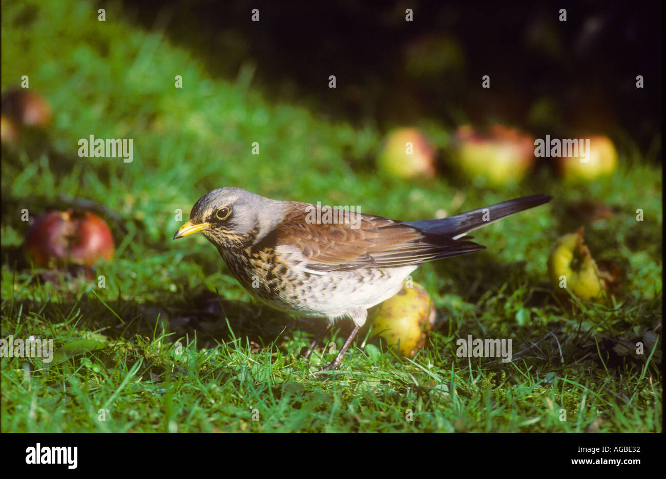 Fieldfare feeding on Apples in an Orchard Stock Photo Alamy