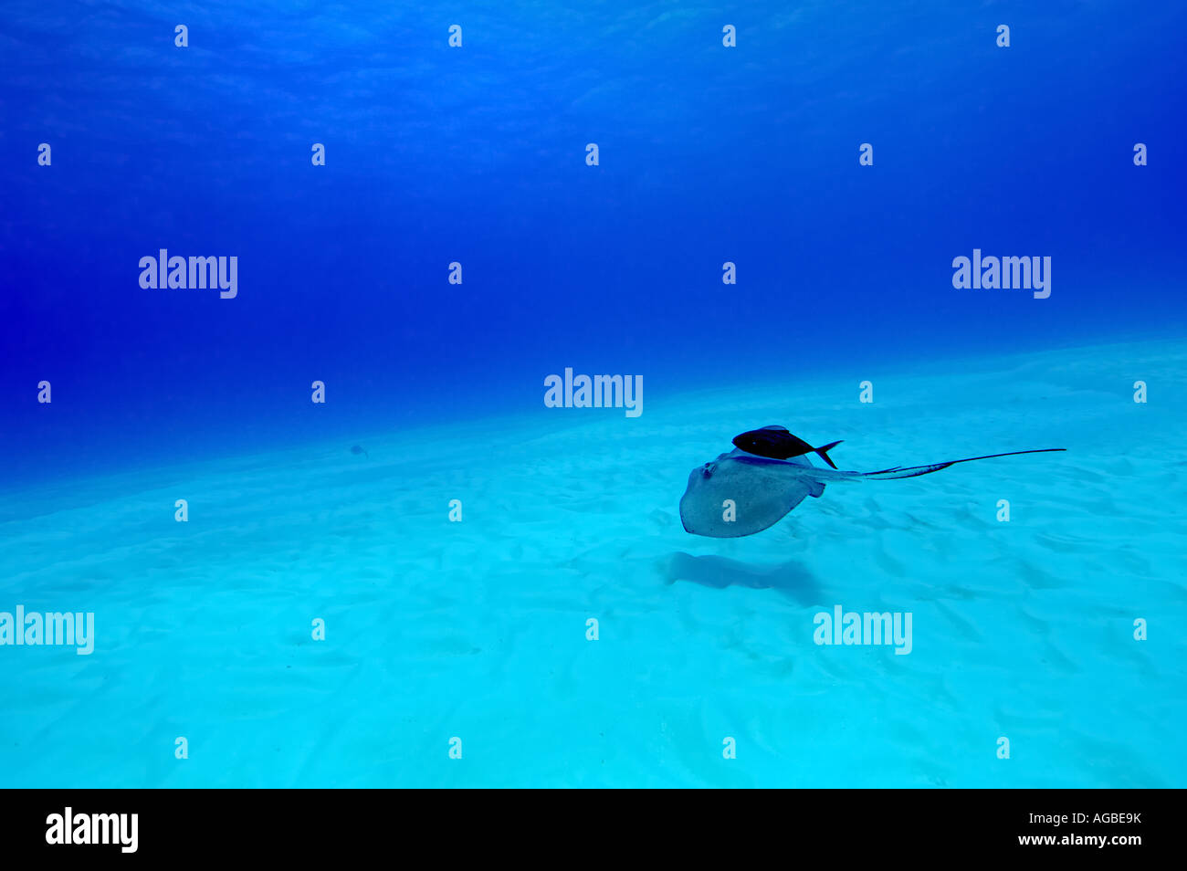 A stingray glides over a sandy bottom into the blue Stock Photo