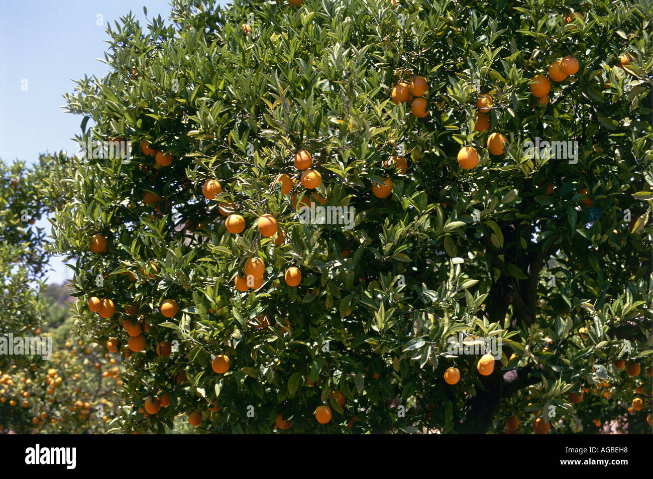 Orange groves flourishing under the sun over the Costa Blanca Stock Photo