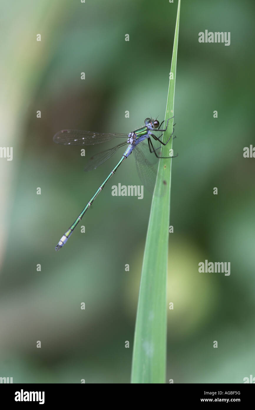 Emerald Damselfly Lestes sponsa @ rest on a reed leaf, Potteric Carr ...