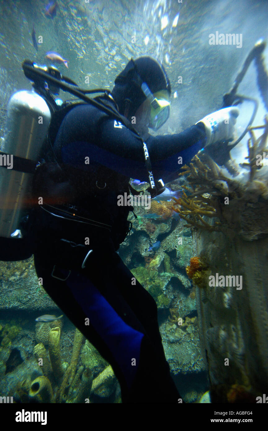 Diver at Shark Reef, Mandalay Bay, Las Vegas, Nevada Stock Photo Alamy