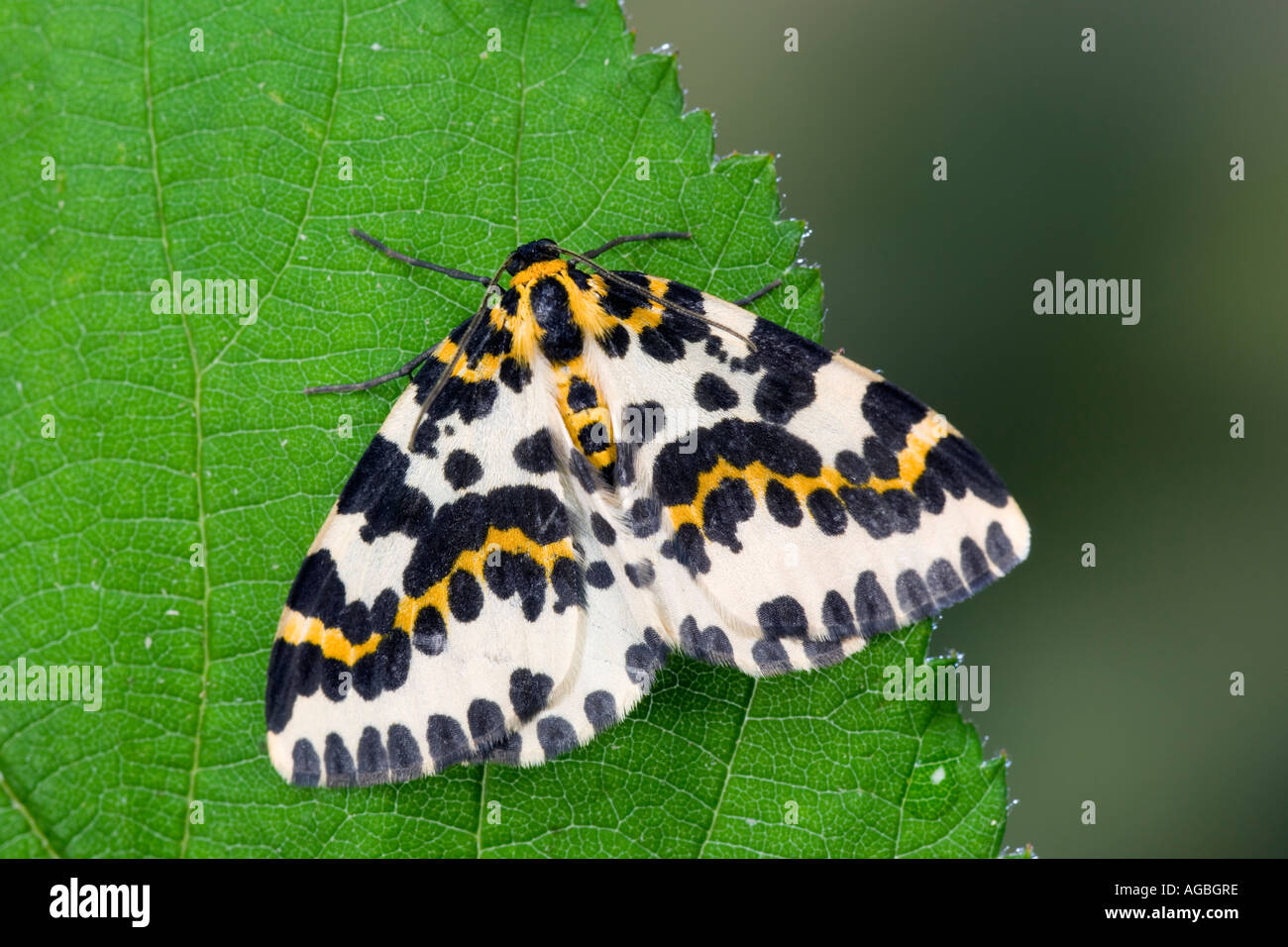 The Magpie Abraxas grossulariata at rest on leaf showing markings and detail Potton Bedfordshire Stock Photo
