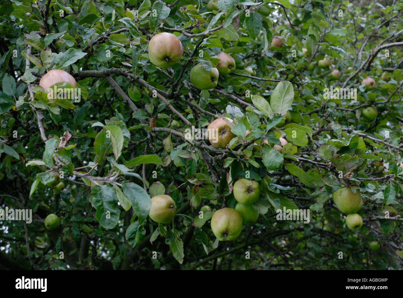 Apples on tree Stock Photo - Alamy