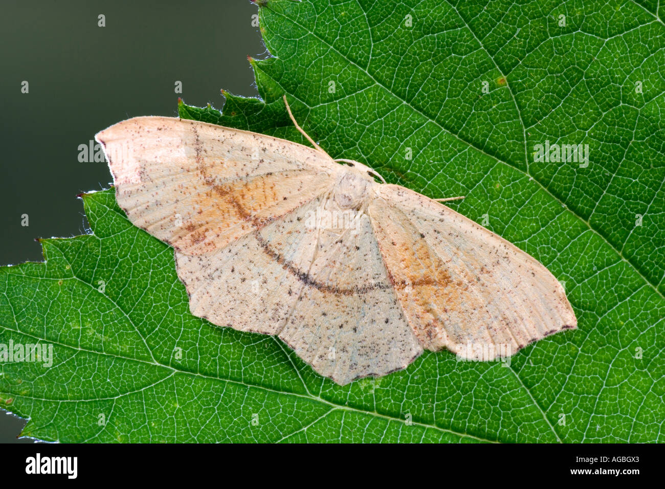 Maidens Blush Cyclophora punctaria at rest on leaf with wings open showing markings and detail Potton Bedfordshire Stock Photo