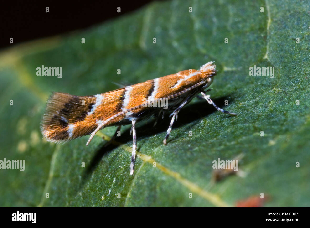 Cameraria ohridella on Horse Chestnut showing markings and detail Willington Bedfordshire Stock Photo