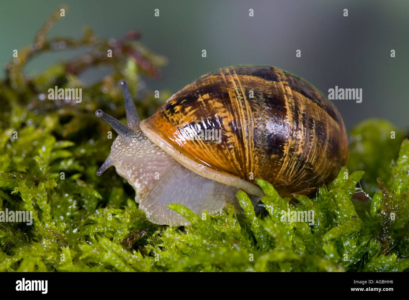 Garden snail Helix aspersa on moss covered stone with out of focus background Potton Bedfordshire Stock Photo