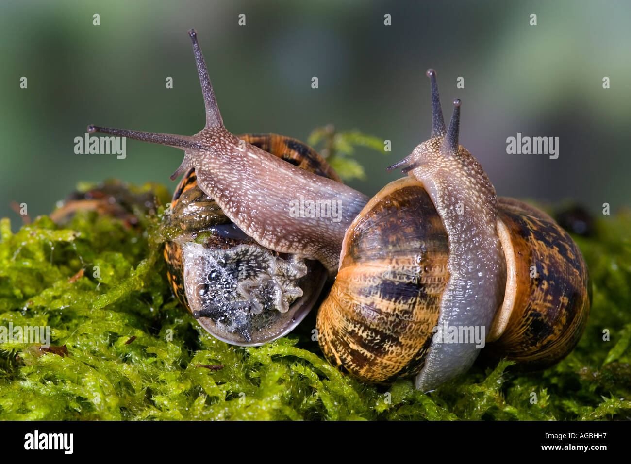 Garden snails Helix aspersa interacting before mating takes place Potton Bedfordshire Stock Photo