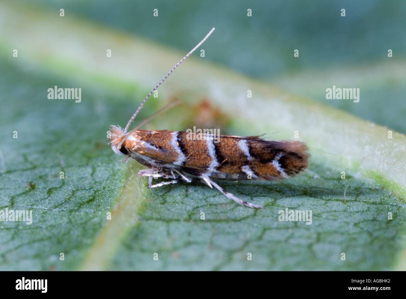 Cameraria ohridella at rest on Horse Chestnut leaf showing markings and detail Willington Bedfordshire Stock Photo