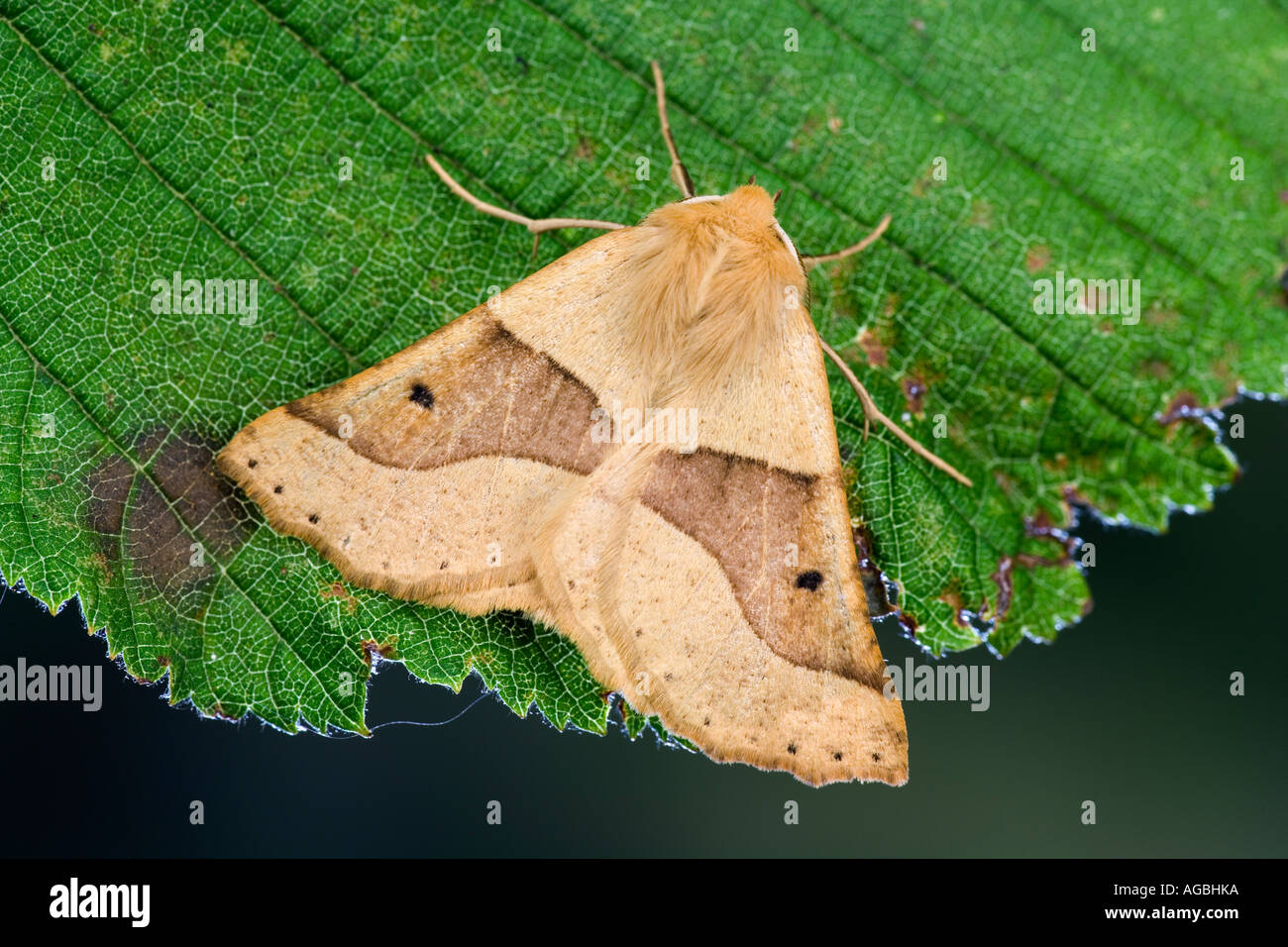 Scalloped Oak Crocallis elinguaria at rest on leaf showing markings and detail Potton Bedfordshire Stock Photo