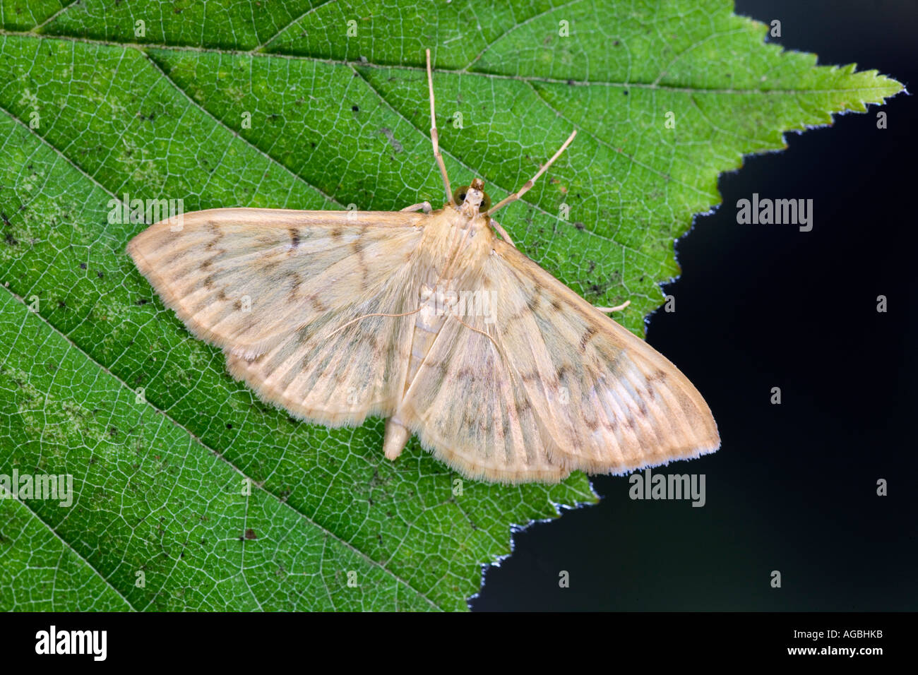 Mother of Pearl Pleuroptya ruralis at rest on leaf with wings open showing markings and detail Potton Bedfordshire Stock Photo