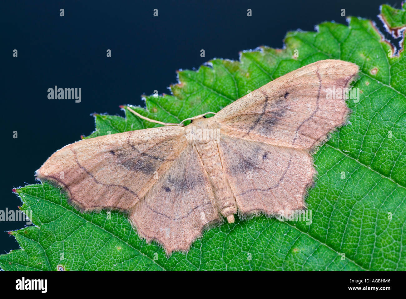 Small Scallop Idaea emarginata at rest on leaf with wings open showing markings and detail Potton Bedfordshire Stock Photo