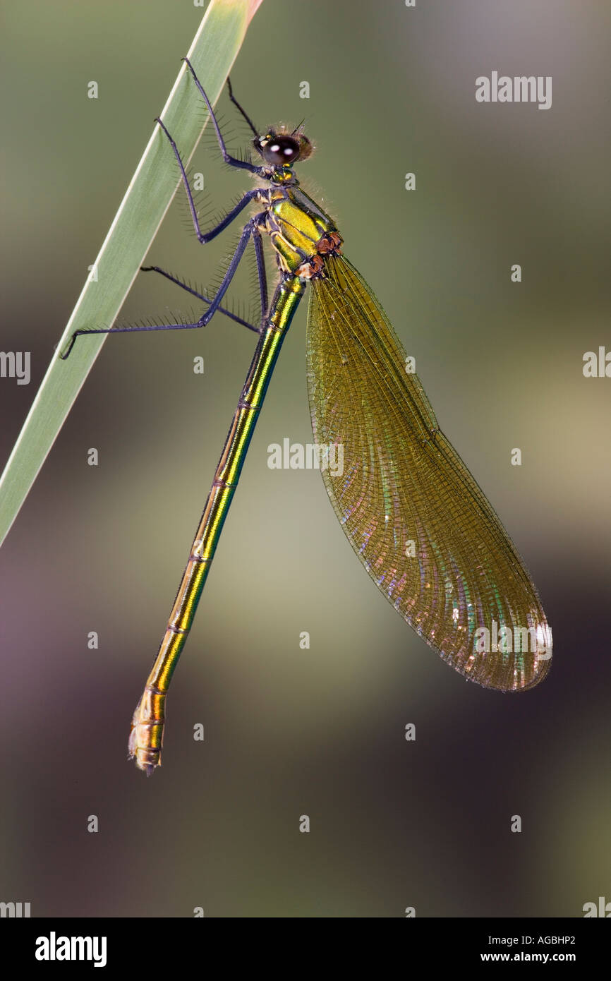 Female Banded demoiselle Calopteryx splendens Also known as banded agrion Sandy with out of focus background Stock Photo