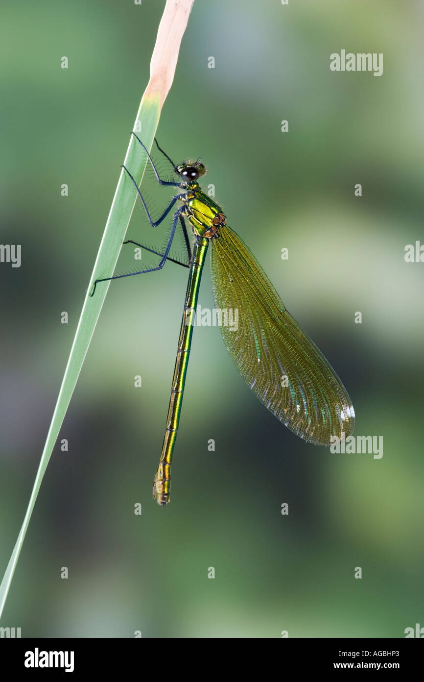 Female Banded demoiselle Calopteryx splendens Also known as banded agrion Sandy with out of focus background Stock Photo