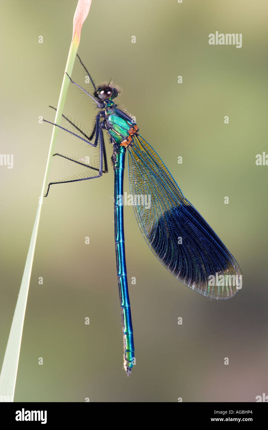 Male Banded demoiselle Calopteryx splendens Also known as banded agrion Sandy with out of focus background Stock Photo