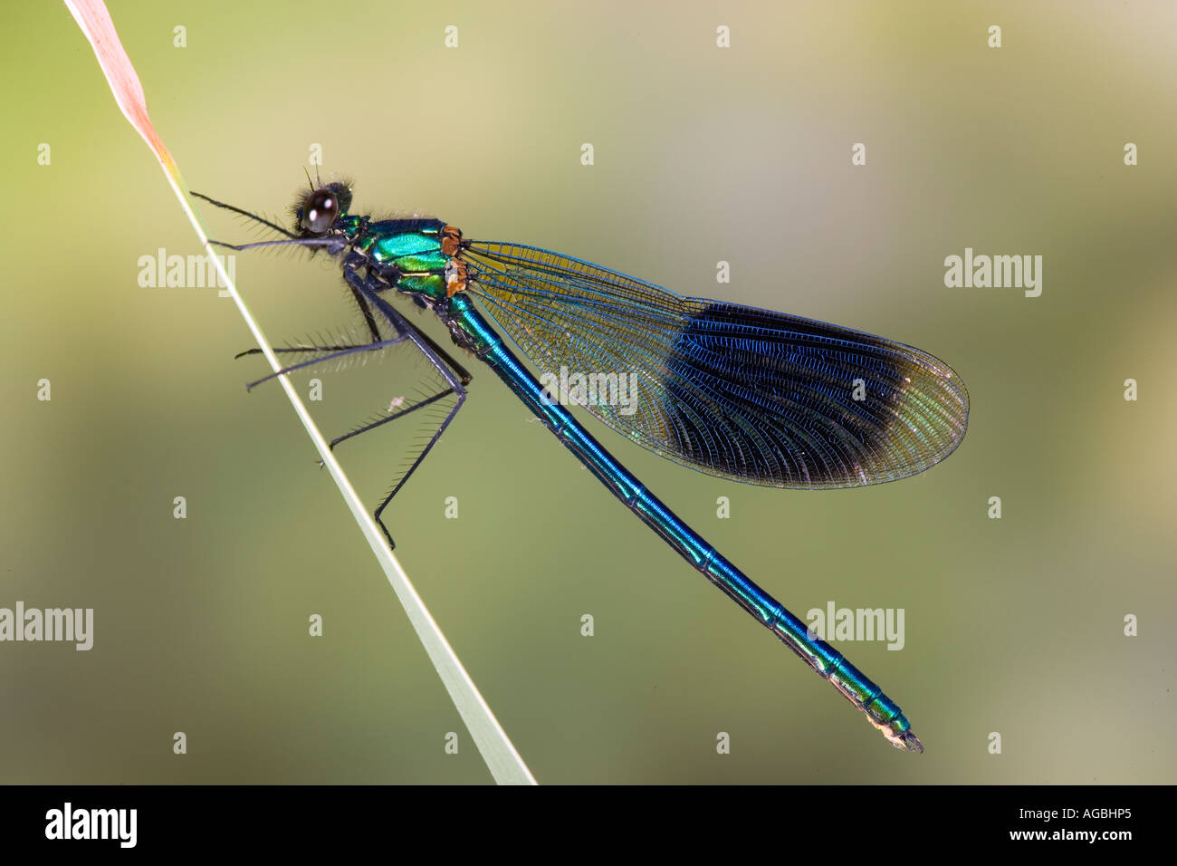 Male Banded demoiselle Calopteryx splendens Also known as banded agrion Sandy with out of focus background Stock Photo