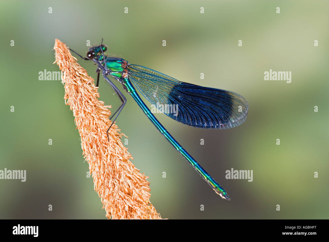 Male Banded demoiselle Calopteryx splendens Also known as banded agrion showing markings and detail Sandy Stock Photo