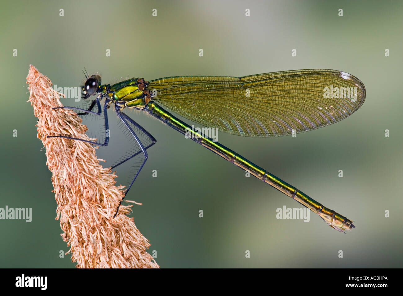 Female Banded demoiselle Calopteryx splendens Also known as banded agrion showing markings and detail Sandy Stock Photo