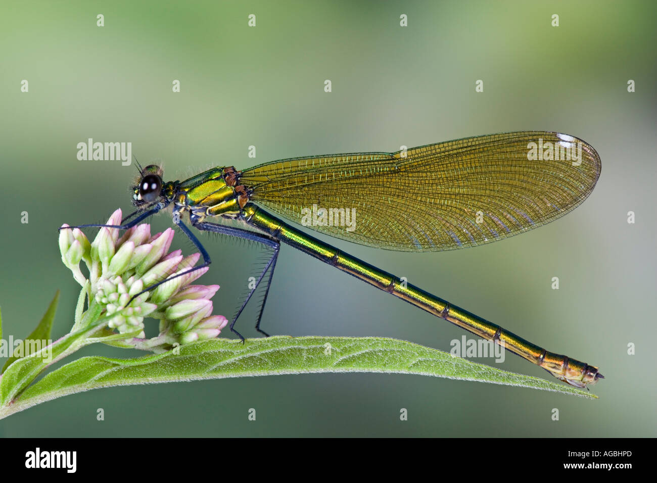 Female Banded demoiselle Calopteryx splendens Also known as banded agrion showing markings and detail Sandy Stock Photo