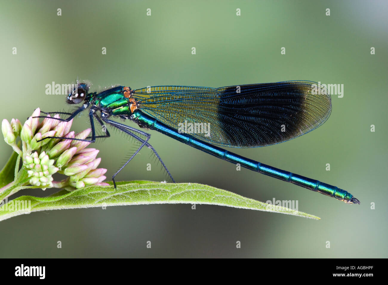 Male Banded demoiselle Calopteryx splendens Also known as banded agrion showing markings and detail Sandy Bedfordshire Stock Photo
