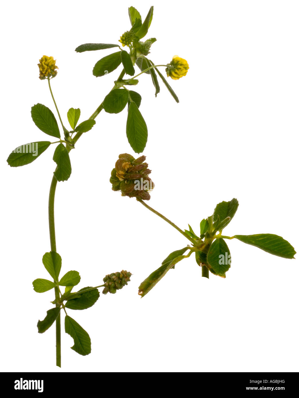 Lesser yellow Trefoil Trifolium dubium Full plant in flower and seed pod Surrey England Stock Photo