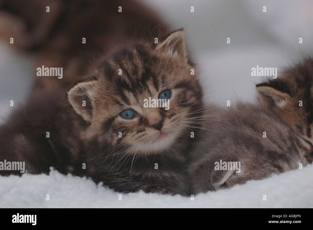 3 Week Old Kittens Stock Photo Alamy