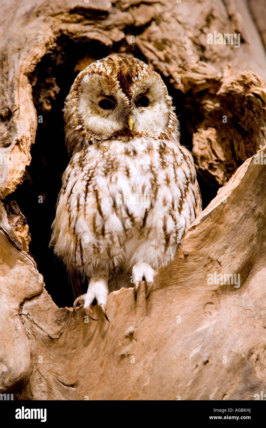 Common Barn Owl Stock Photo