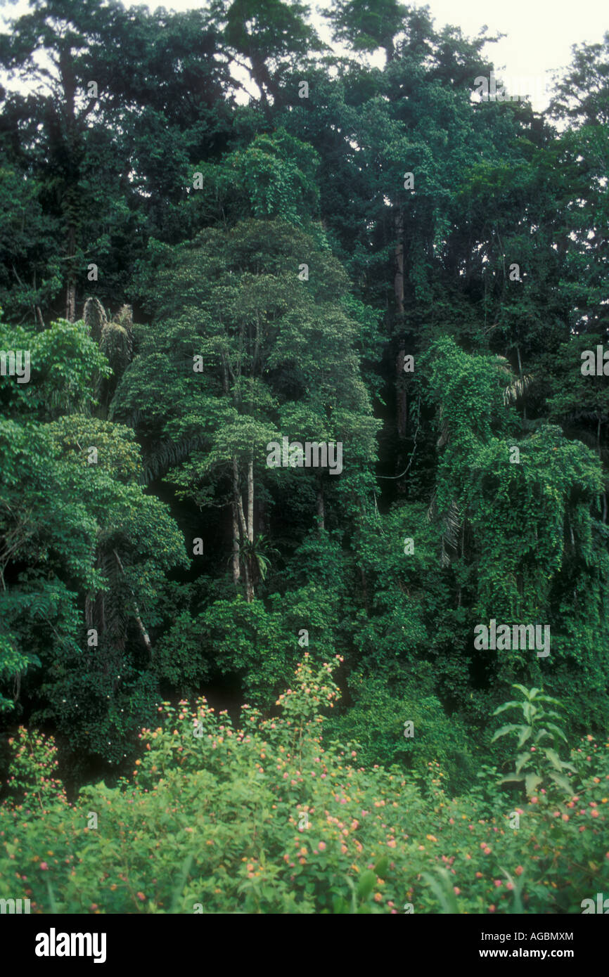Kakamega rain forest, Kenya. Stock Photo