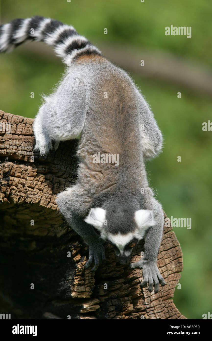 Ring tailed Lemur - Lemur Catta Stock Photo