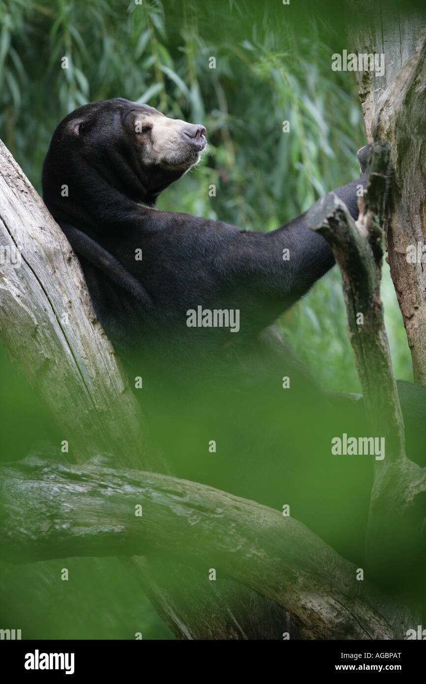 Malayan Sun Bear in a tree - Helarctos malayanus Stock Photo