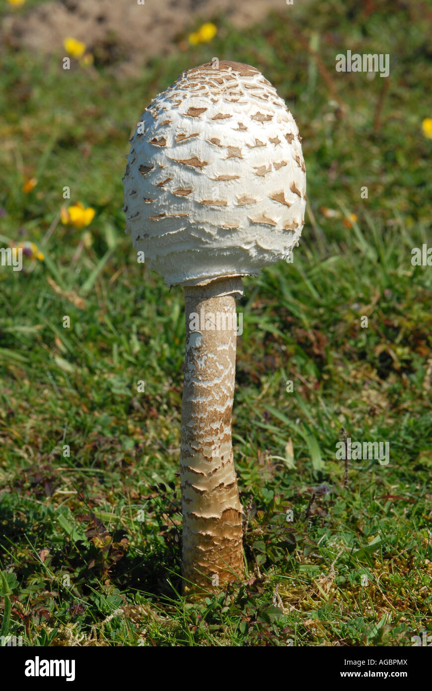 Shaggy Ink Cap or Lawyer’s Wig Stock Photo
