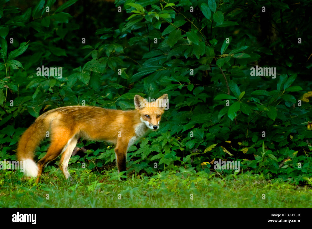 Wild red fox in the Ozark Mountains of Arkansas Stock Photo