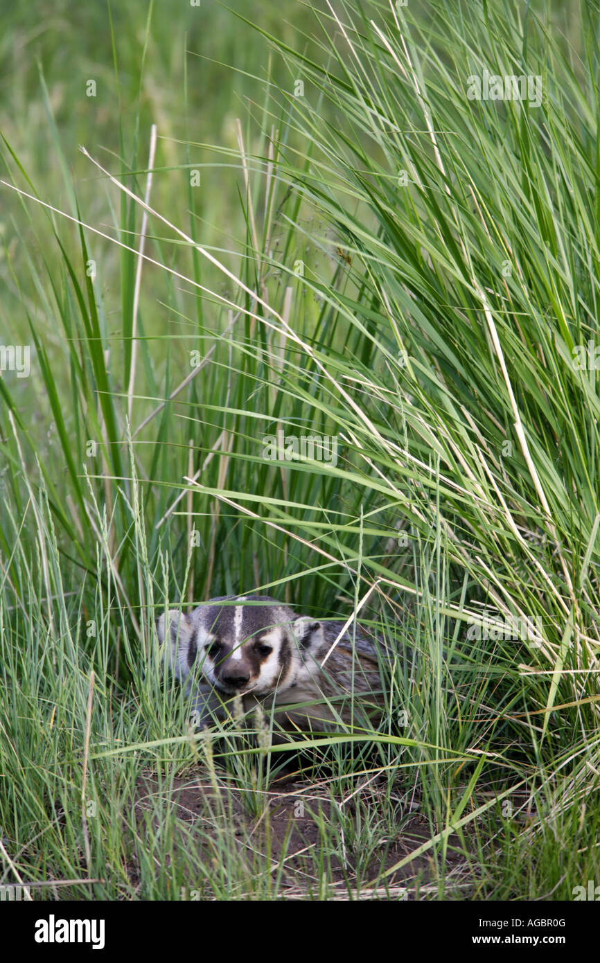 A Badger Yellowstone National Park Wyoming Stock Photo