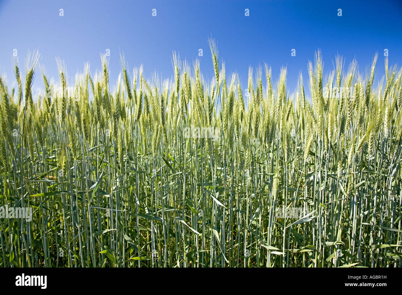 Tall grass wheat blowing in hi-res stock photography and images - Alamy