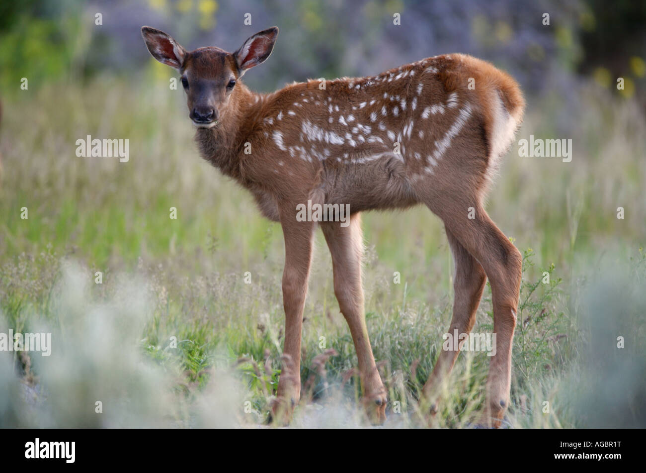 Elk calf in Yellowstone National Park Wyoming Stock Photo Alamy
