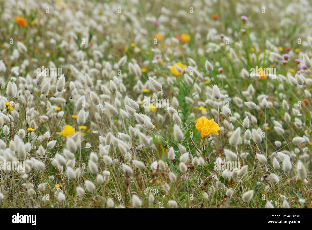 Harestail grass hires stock photography and images Alamy