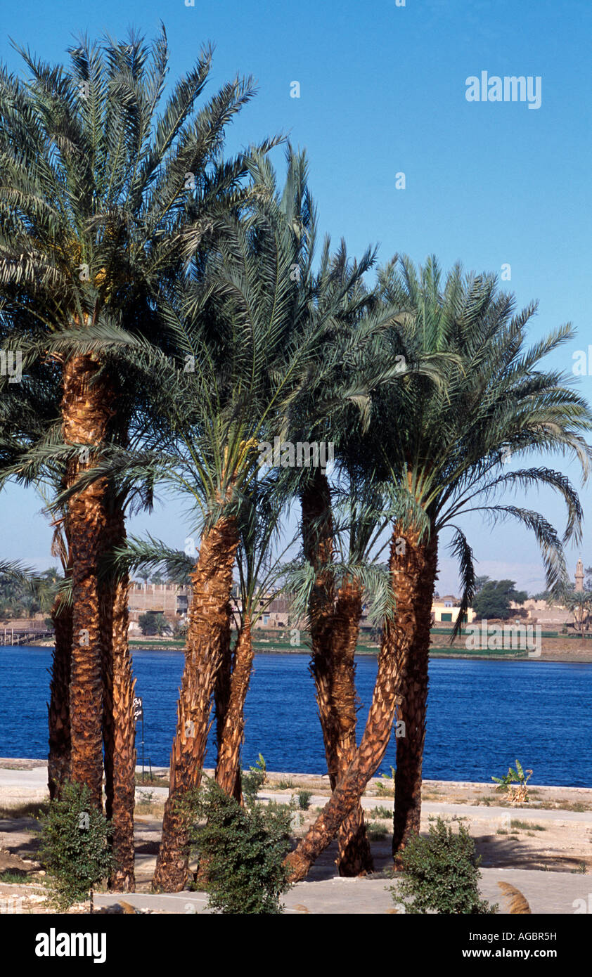 Nile Egypt Palm Trees Between Luxor & Dandera Stock Photo Alamy