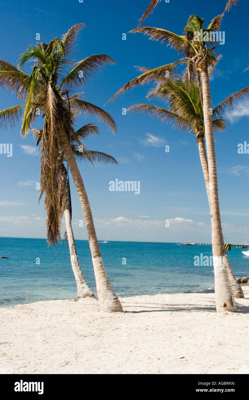 Mexico Palm trees Stock Photo Alamy