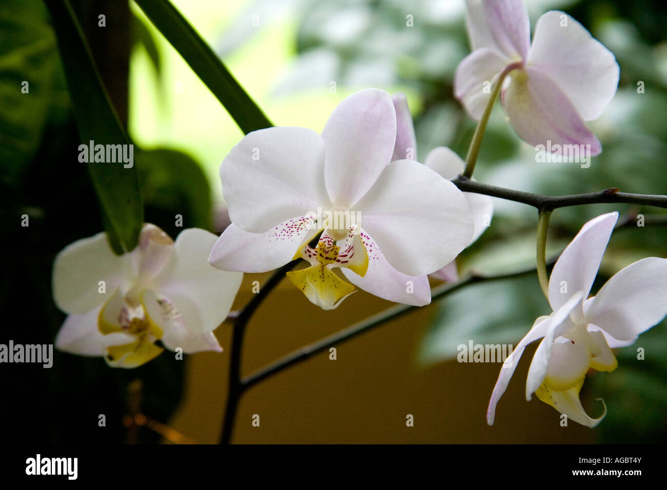Phalaenopsis orchids at an exhibition at Panama City Central America Stock Photo