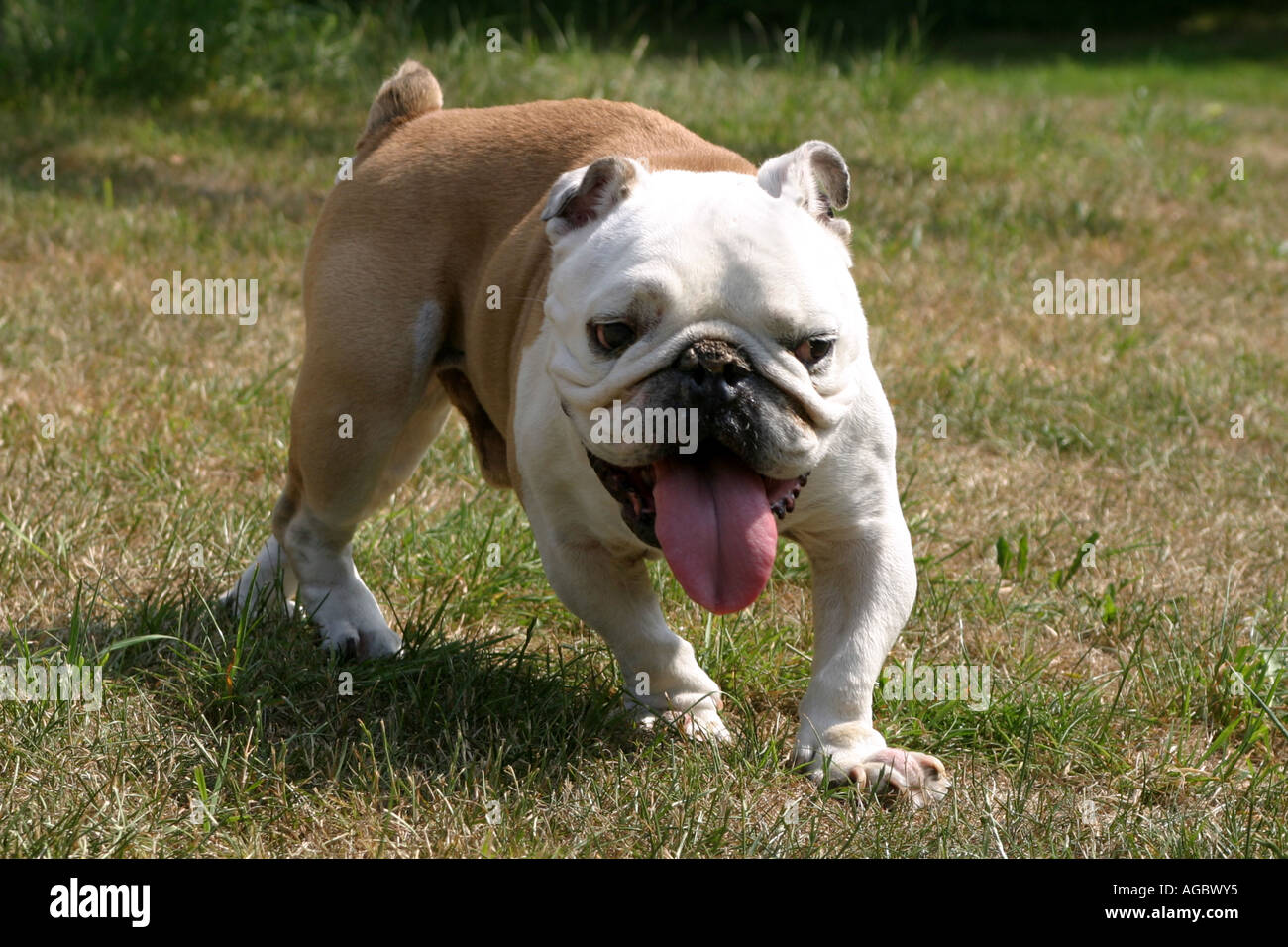 A British Bulldog Stock Photo Alamy